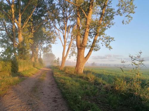 a dirt road in the middle of a field with trees at Auszeit am Moor in Duvensee