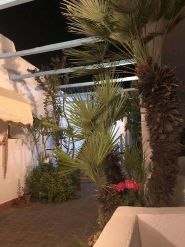 a group of palm trees and plants in a building at Casa Vacanze Elianto in Anzio
