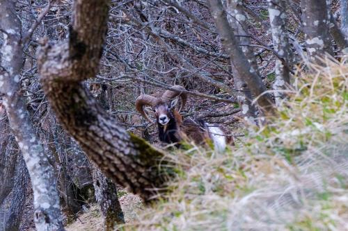 a ram is standing in the woods at MANSARDA VITI - Sguardo su Frontone - in Frontone