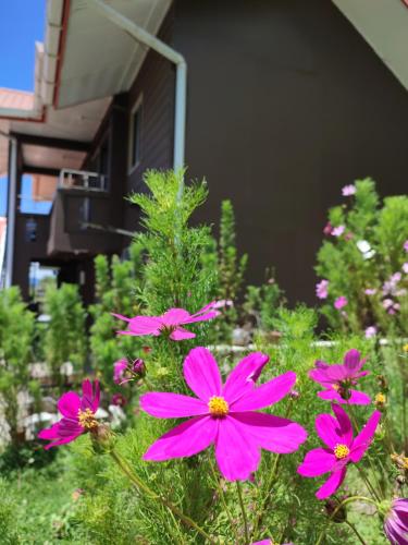 a group of pink flowers in front of a building at Sinurambi 2 in Kundasang