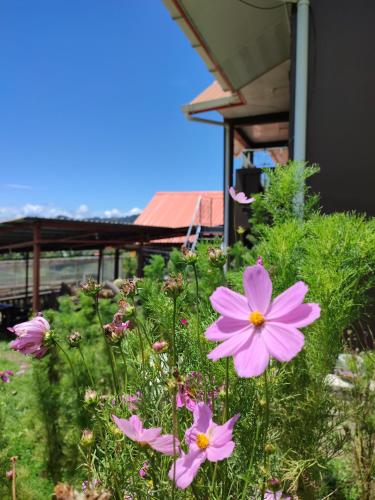 a group of pink flowers in a yard at Sinurambi 2 in Kundasang