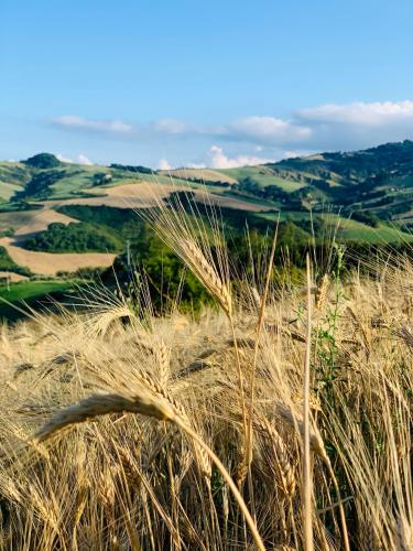 a field of tall grass in the foreground at Relais B&B Betty Bike in Sassofeltrio