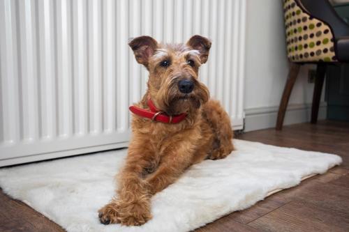 un pequeño perro marrón sentado en una alfombra blanca en Beautiful Boutique Townhouse - 5 mins walk from Warwick Castle & town, en Warwick