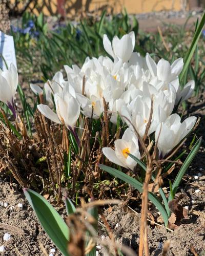 a bunch of white flowers on the ground at Agro na Wapniarni in Białla