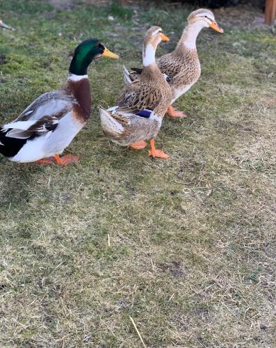 a group of ducks standing in the grass at Agro na Wapniarni in Białla