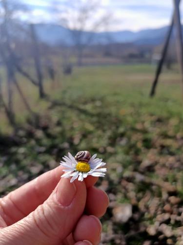 a person holding a small snail on a flower at RossoMattone CountryHouse in Sulmona