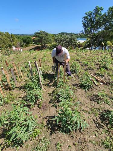 a man is planting plants in a field at Hotel and Dive Center Roatan Yacht Club in Roatán