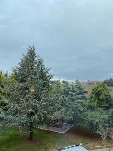 a group of christmas trees in a yard at Silivri Gazitepe'de 3 katlı, havuzlu lüks villa in Silivri