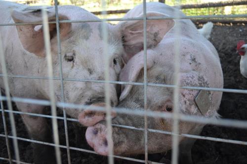 Tiere im Privatzimmer oder in der Nähe