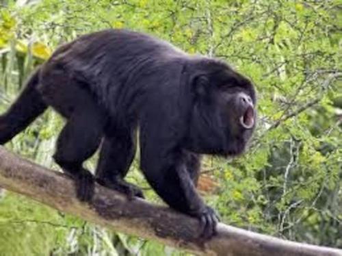 Animales en el apartamento o alrededores