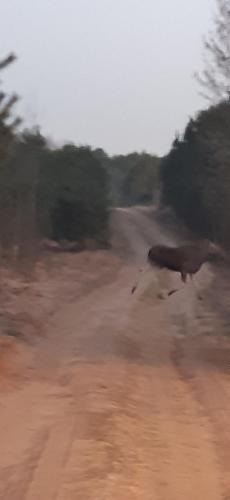 an elephant walking down a dirt road at sosnowelowe in Lamkowo