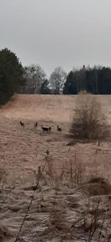 a group of animals walking in a field at sosnowelowe in Lamkowo