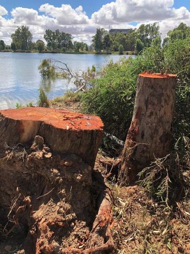 two tree stumps sitting next to a body of water at Lovely 2 BR Spa apartment, Opposite Shepp Lake in Shepparton