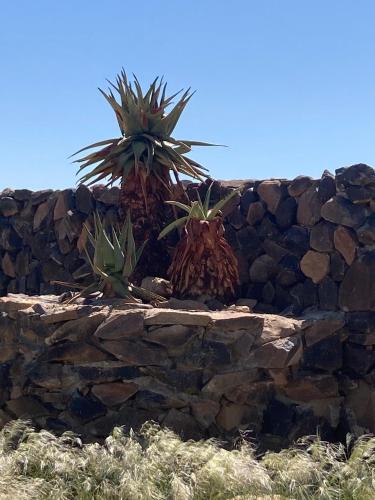a stone wall with plants on top of it at 3 ALOES GUESTHOUSE in Uis