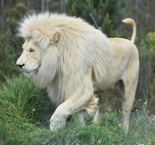 a lion with a long mane walking in the grass at Tenikwa Wildlife Centre & Spa in Plettenberg Bay