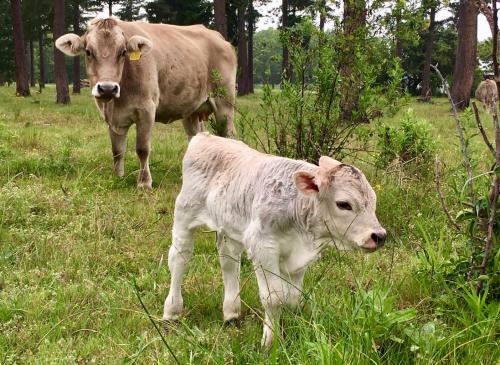 a cow and a baby calf standing in a field at Bella Manga Country Escape in Plettenberg Bay