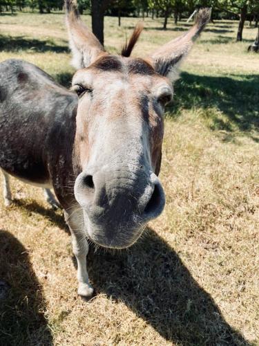 a donkey standing in a field looking at the camera at Bella Manga Country Escape in Plettenberg Bay