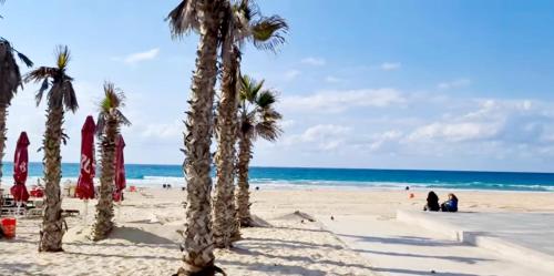 a group of palm trees on a beach with the ocean at Hotel Apartment TLV-bat yam 81 in Bat Yam