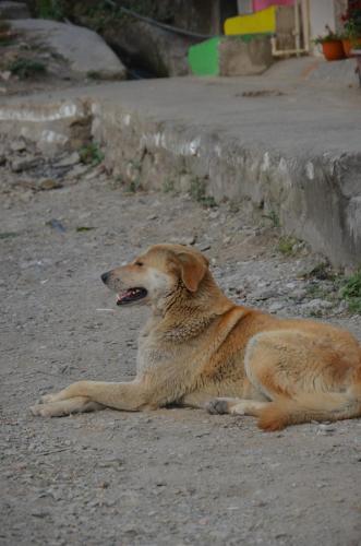 a brown dog laying on the ground next to a curb at BlaBla Hostel in Rishīkesh