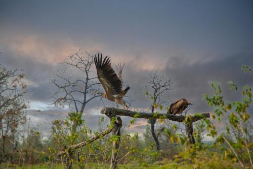 two birds perched on top of a tree branch at Green Chwadi Nature Retreat in Kawasoti