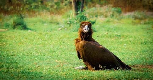 a bird sitting in the grass in a field at Green Chwadi Nature Retreat in Kawasoti