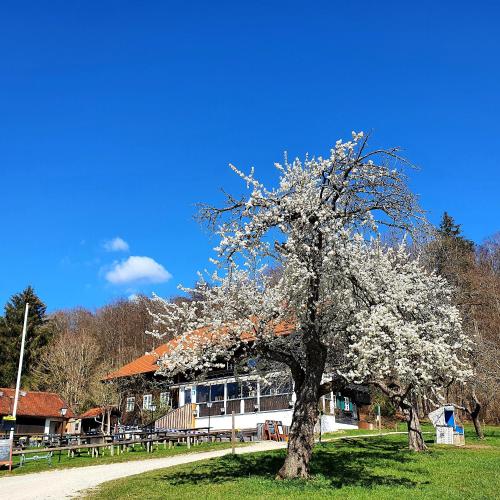 a tree with white flowers in front of a building at Schatzbergalm Pension in Dießen am Ammersee