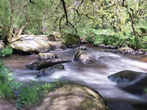 a stream with rocks and trees in a forest at Gîte Charbonnerie in Moncontour