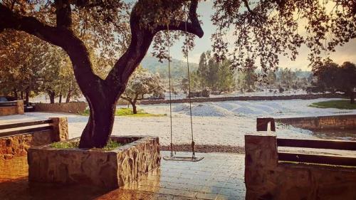 a tree in a park with a swing at Casa Rural con skatepark y piscina " La Quijada del Lobo " in Llerena