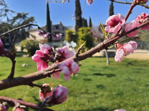 a branch of a tree with pink flowers on it at Itaca in Lido di Fermo