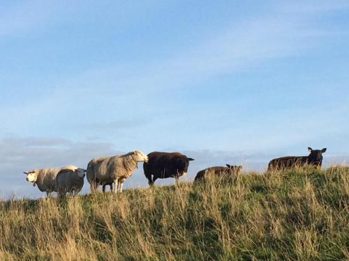 a group of cows standing on a hill at Ollediek in Houwerzijl