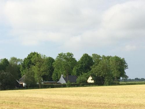 a field with houses and trees in the background at Ollediek in Houwerzijl