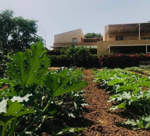 a garden of lettuce in front of a building at Case Graffeo in Menfi