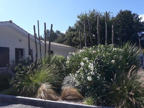 einen Garten mit Kakteen und Pflanzen vor einem Haus in der Unterkunft B&B Les Villas de Gascogne in Lanton