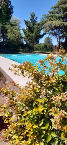 a bush with flowers in front of a swimming pool at Cabañas Farah Estancia Vieja ideal para 2 a 3 huéspedes in Villa Carlos Paz