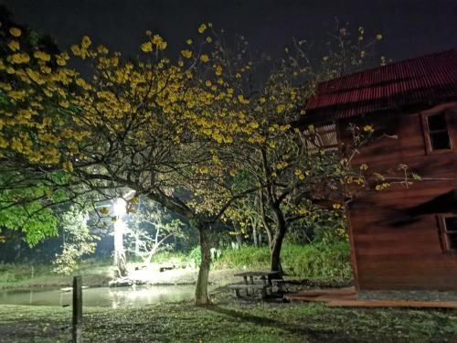 a group of trees in a park at night at Cabaña del Lago in Cuatro Esquinas