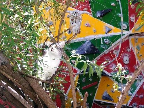a cat is sitting in a tree at Monkeywasi Climbing Hostel in Huaraz