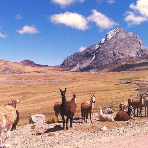 a group of animals standing in a field with a mountain at Monkeywasi Climbing Hostel in Huaraz