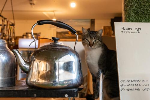a cat sitting next to a tea kettle on a table at Ras Hasita in H̱aẕeva