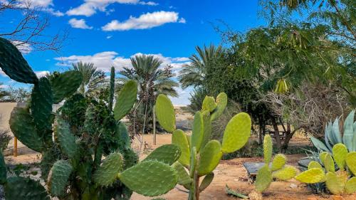 a group of cacti and palm trees in the desert at Ras Hasita in H̱aẕeva