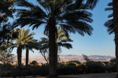 a palm tree with mountains in the background at Ras Hasita in H̱aẕeva