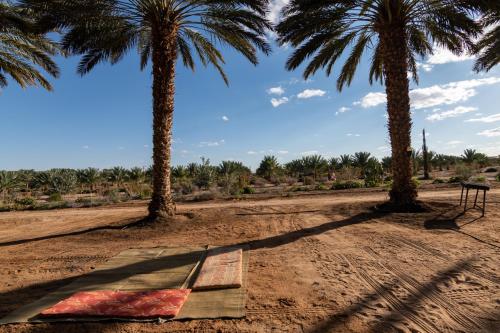 two palm trees and a bench on a dirt field at Ras Hasita in H̱aẕeva