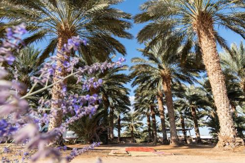 a row of palm trees and purple flowers at Ras Hasita in H̱aẕeva