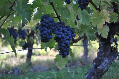 Φωτογραφία από το άλμπουμ του Le Manoir du Mûrier σε Boisredon