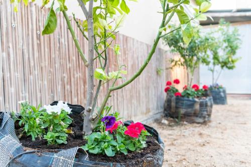 a pot of flowers and plants in a garden at Ras Hasita in H̱aẕeva