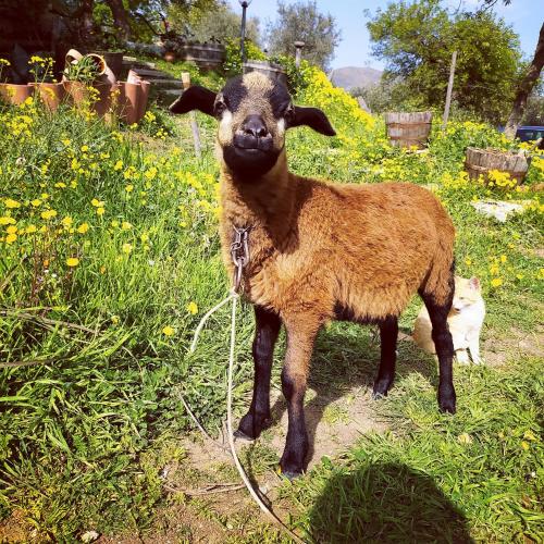 a goat on a rope in a field with a cat at Room in Casa Castiglia a Woodhouse with Beautiful View close Madonie Park in Castelbuono