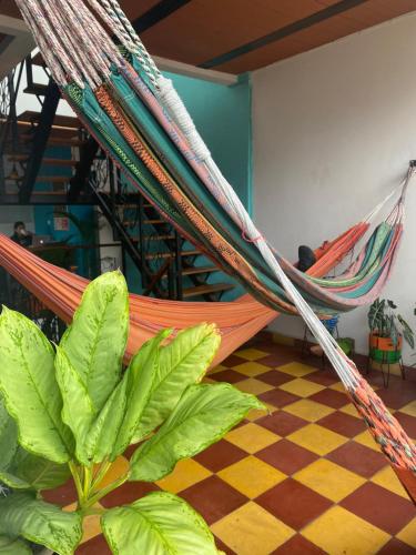 a couple of hammocks in a room with plants at Havana Dance School & Hostel in Cali