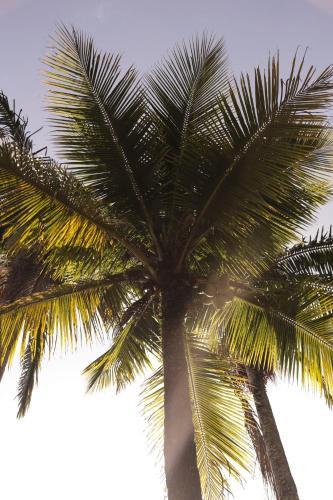 a palm tree with the sky in the background at Øko Villa in Juquei