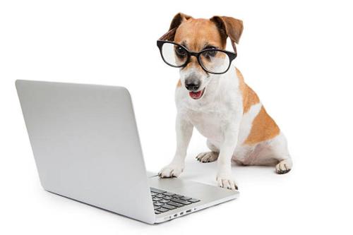 a dog wearing glasses sitting next to a laptop computer at The Oaks Tamarindo Pool Front Condominiums fast wifi in Tamarindo