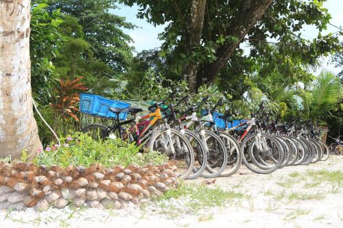 a row of bicycles parked next to a tree at Villa Veuve Casadani Hotel in La Digue