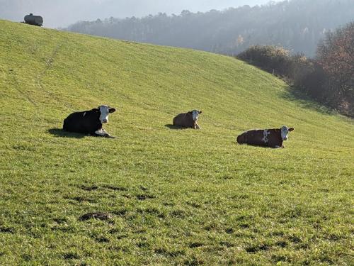 a group of cows laying on a grassy hill at Ferienwohnungen am Aeppelsberg in Volkesfeld